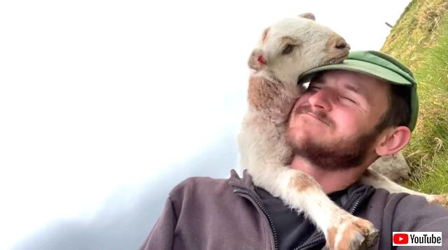 lamb3_640
