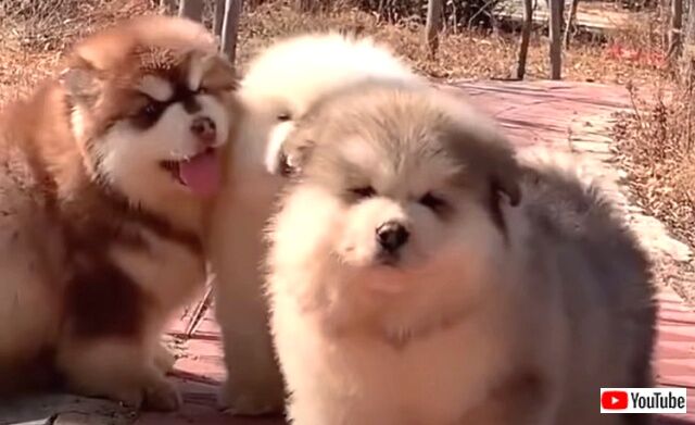 chubberpupperbois8_640