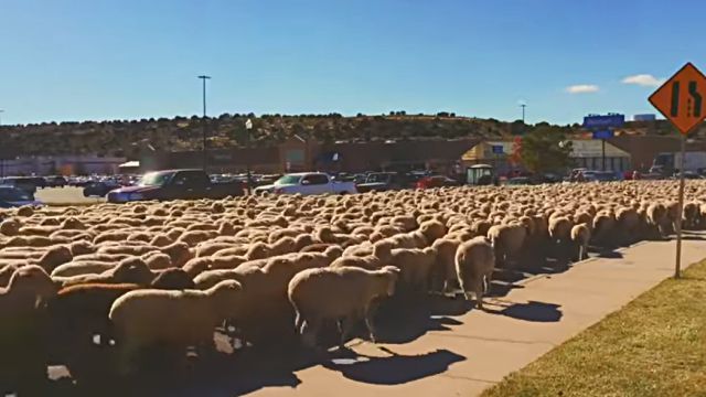 sheeps4