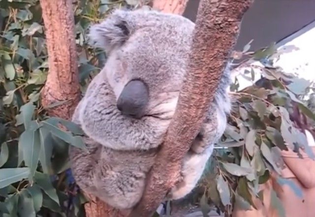 funniestkoala2_e