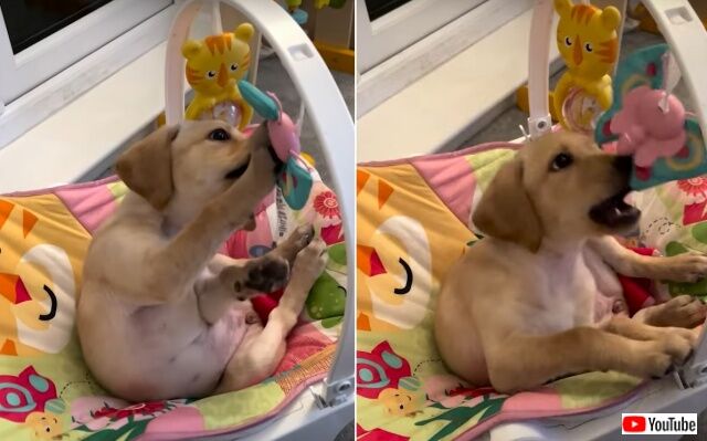 puppynbaby6_640