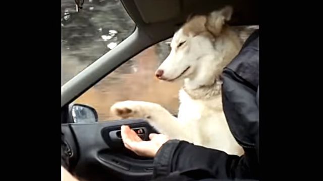 drivingdog5