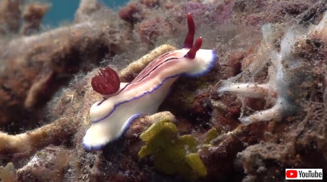 seaslugs2_640