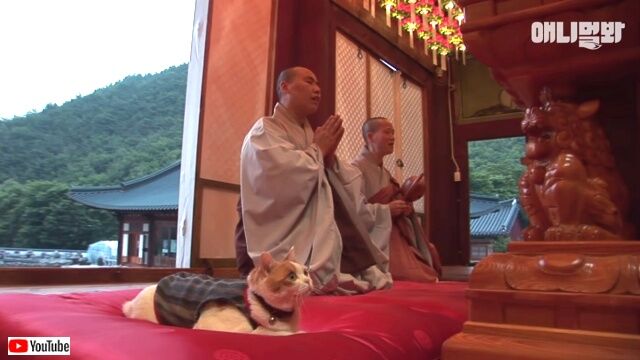 buddhacat1_640