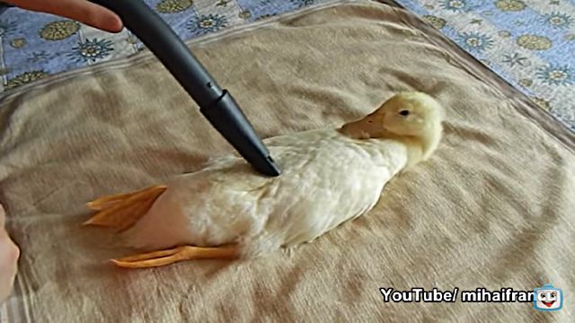 ducknvacuum3