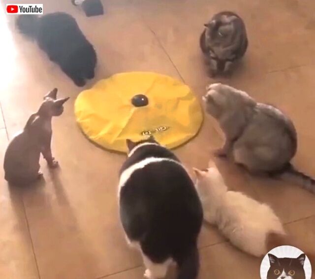 catntoys4_640