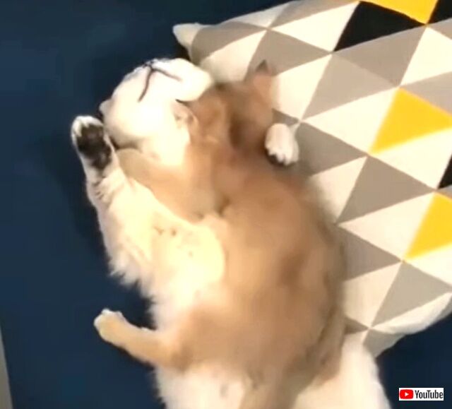 lazy2_640