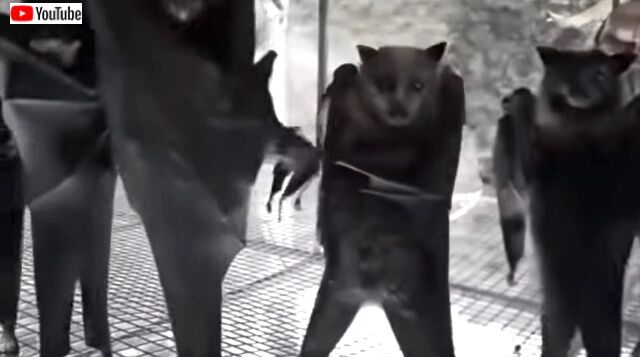 dancingbats4_640