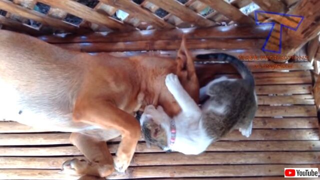 dogsafraidofcats2_640