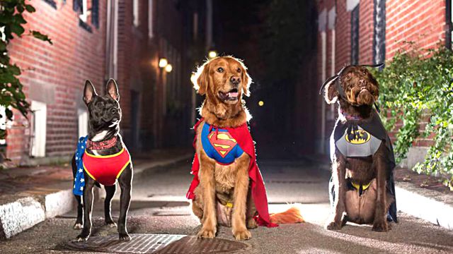 photographer-lives-the-dream-by-capturing-the-comedy-of-dogs8a
