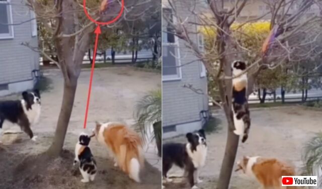 「木に上れない？任せるニャ！」犬たちのオモチャが枝に引っかかって困っていたら、救世主・猫が降臨した