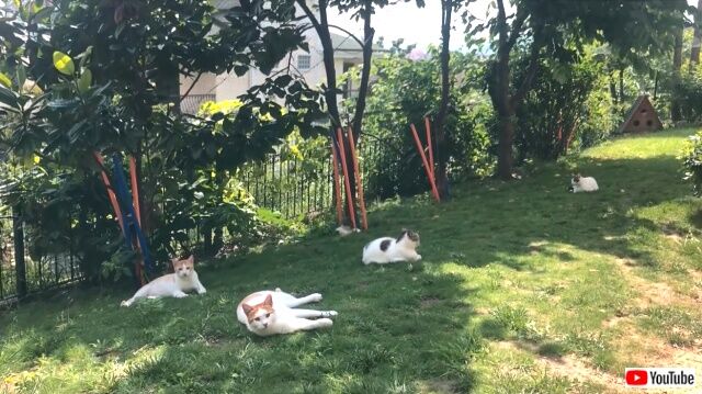 outdoorcats7_640