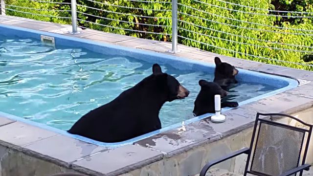 bearinpool3