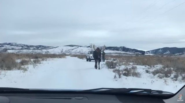 moose2_e