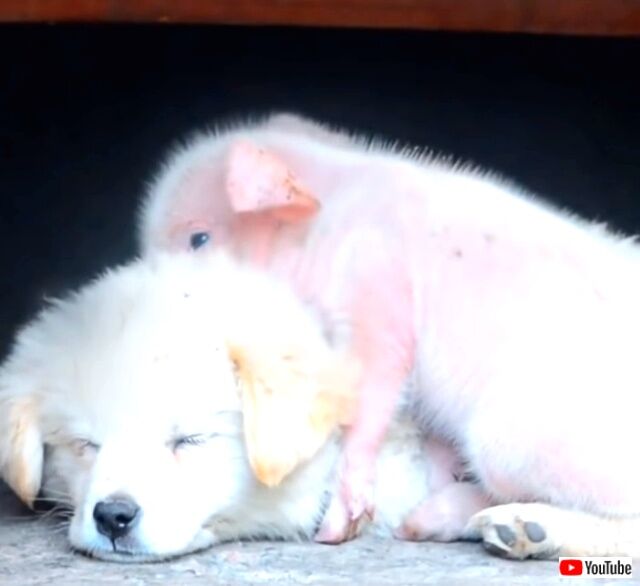 puppiesnpigs5_640