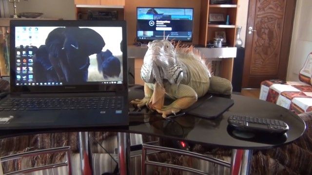 iguana6_e