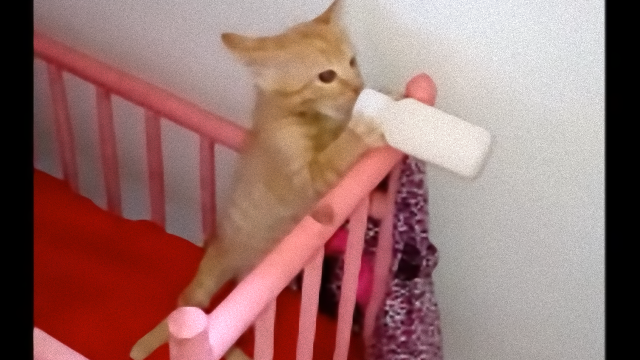 cat-3_e