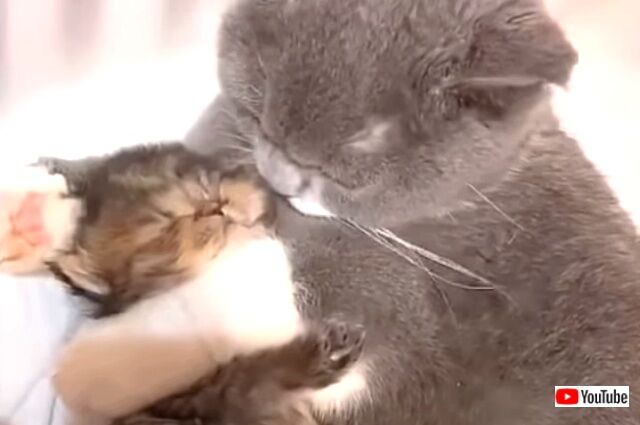 momnkittens3_640