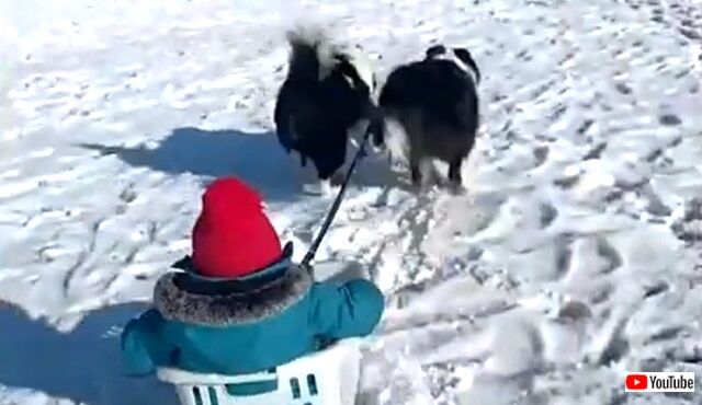 sledding2_640