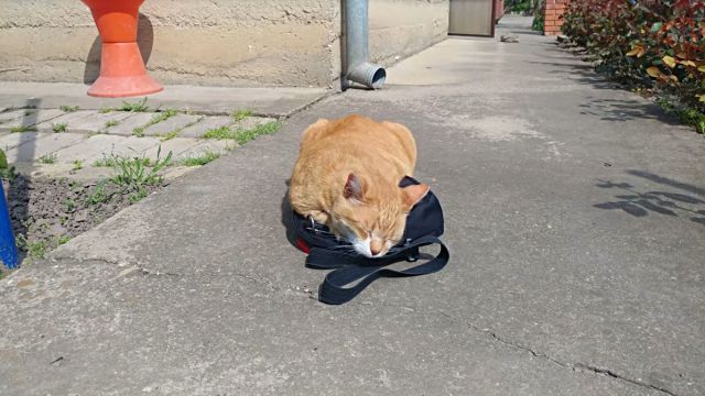 catnbag2