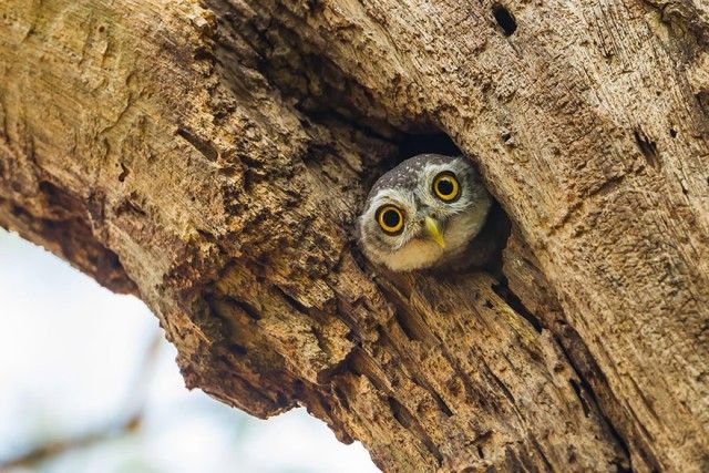 owl-photography-23__880_e