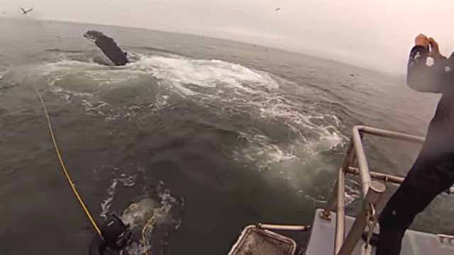 whalesndivers3