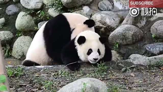 furopanda2