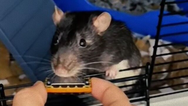 ちっさかわいい ネズミに小さなハーモニカを与えてみたら 気に入ったのか少しの間吹いてくれたよ マランダー