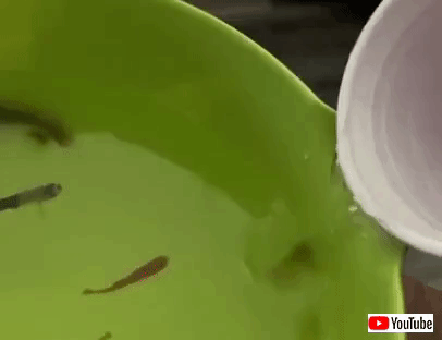 pouringwater