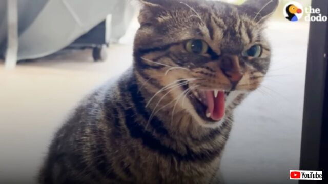 アンタなんか認めニャい！家族の仲間入りをした保護猫に牙を剥いていた先住猫、時間とともに軟化して今や仲良しに