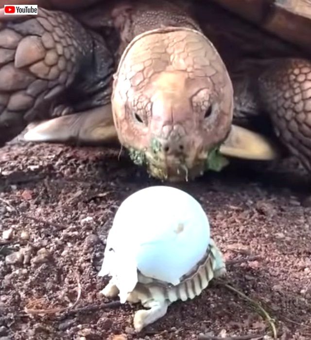 cutestanimals4_640