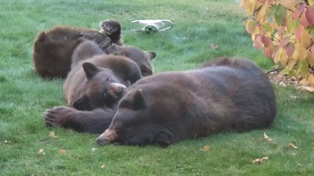 近所でクマの親子が昼寝をしているんだが 子熊を連れた母グマ 気持ちよさそうにお昼寝 カラパイア