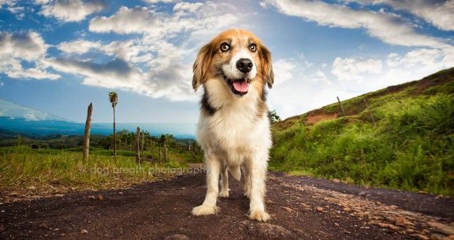 herodog2