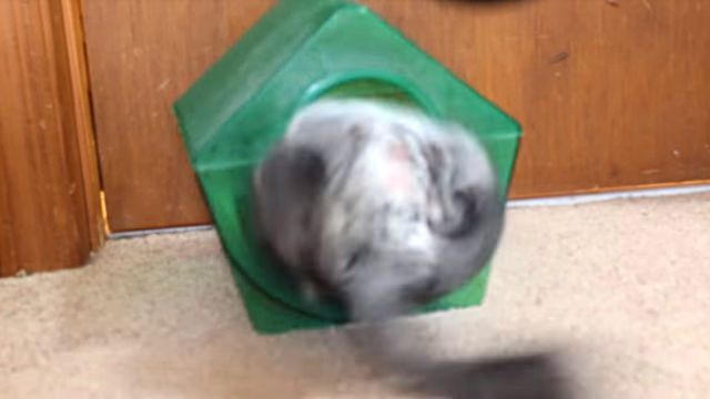 Chinchilla6