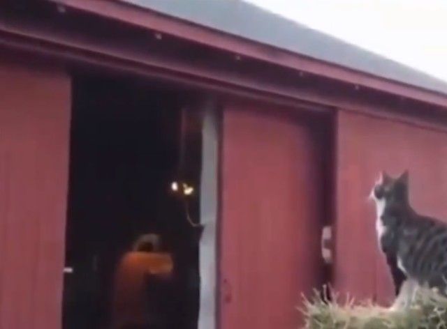 catfailjump1_e