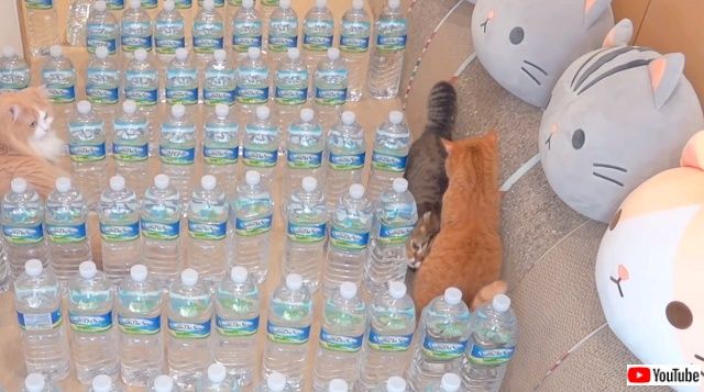 catsnbottles7_640