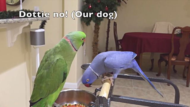 ringnecks2