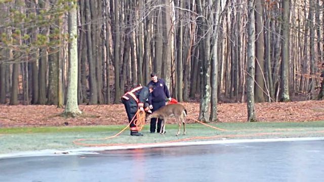 deerrescue5