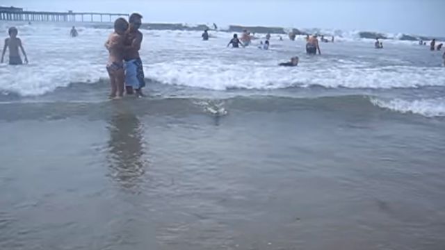 iguanabeach1