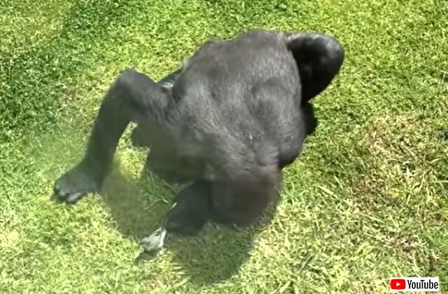 gorillanbird5_640