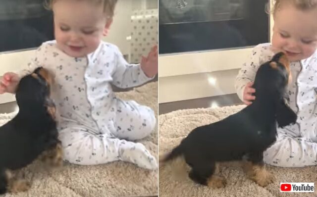 babynpuppy1_640