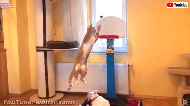 basketballcats2_640