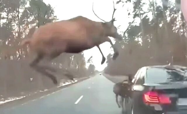 deercolliding0_640