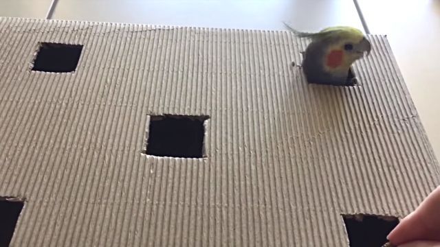 whatsinbox2