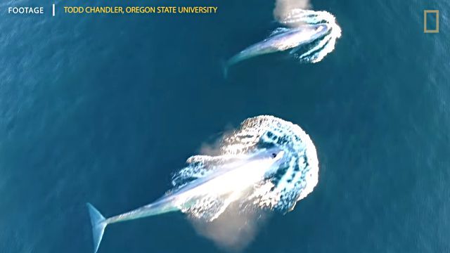 bluewhale5