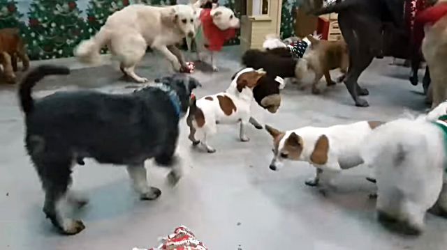 santadogs3