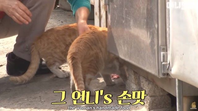 bodyguardcats5_e