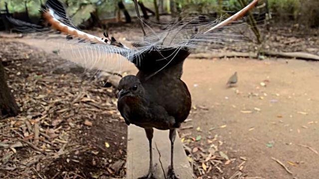 Lyrebird4