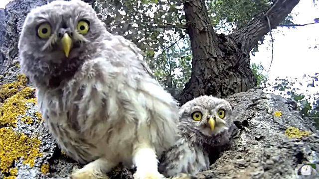 owlbaby3