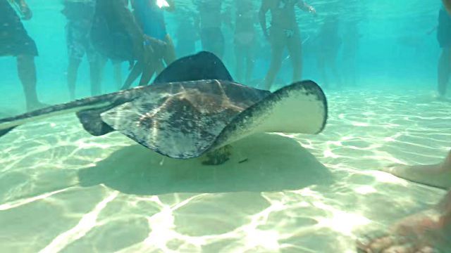stingray6